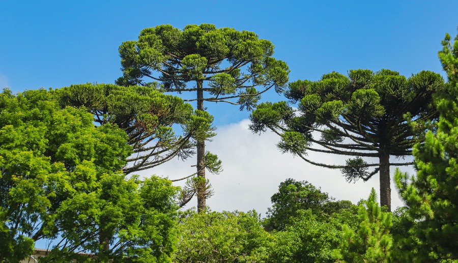 arboles nativos del sur de chile