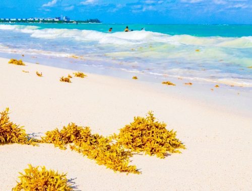 sargazo playa del carmen