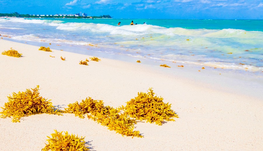 sargazo playa del carmen