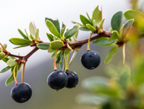 Fruto del calafate en su rama con algunas hojas verdes alrededor.