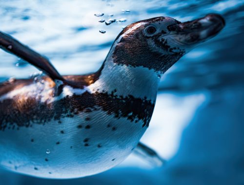 Pingüinos de humboldt dentro do mar