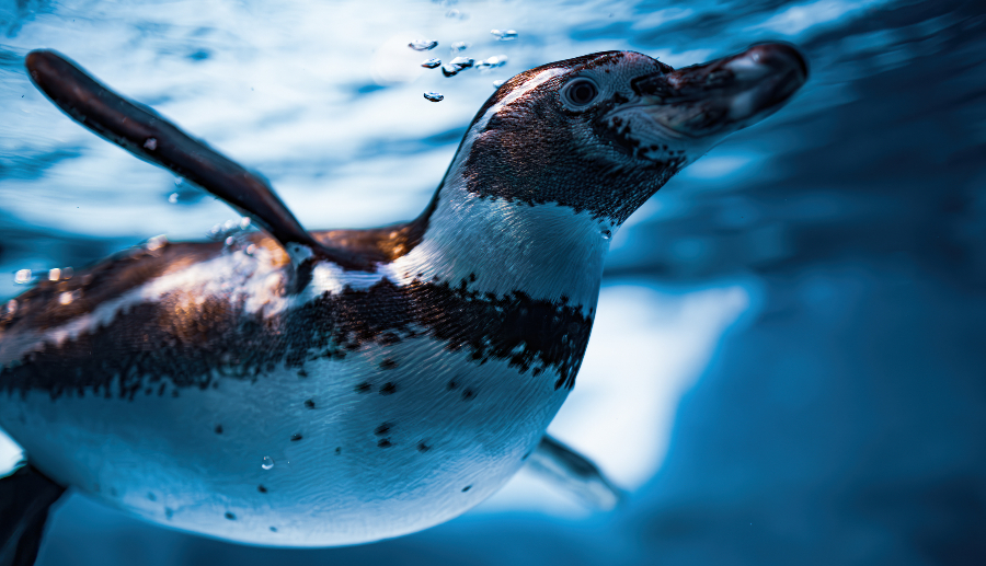 Pingüinos de humboldt dentro do mar
