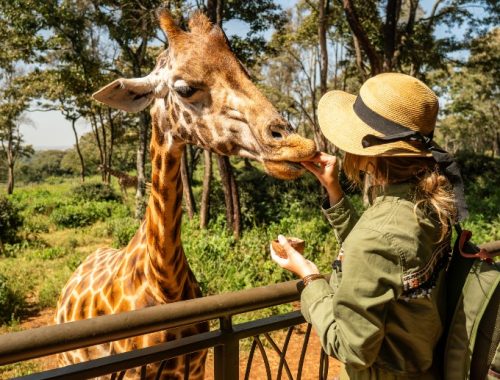 Mujer alimentando a una jirafa en un safari en Chile