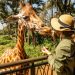 Mujer alimentando a una jirafa en un safari en Chile