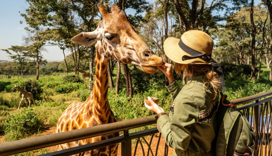 Mujer alimentando a una jirafa en un safari en Chile