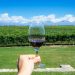 Manos masculinas sosteniendo una copa de vino tinto frente a un viñedo.