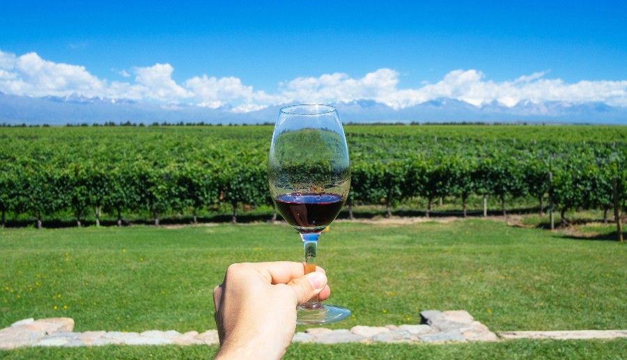 Manos masculinas sosteniendo una copa de vino tinto frente a un viñedo.